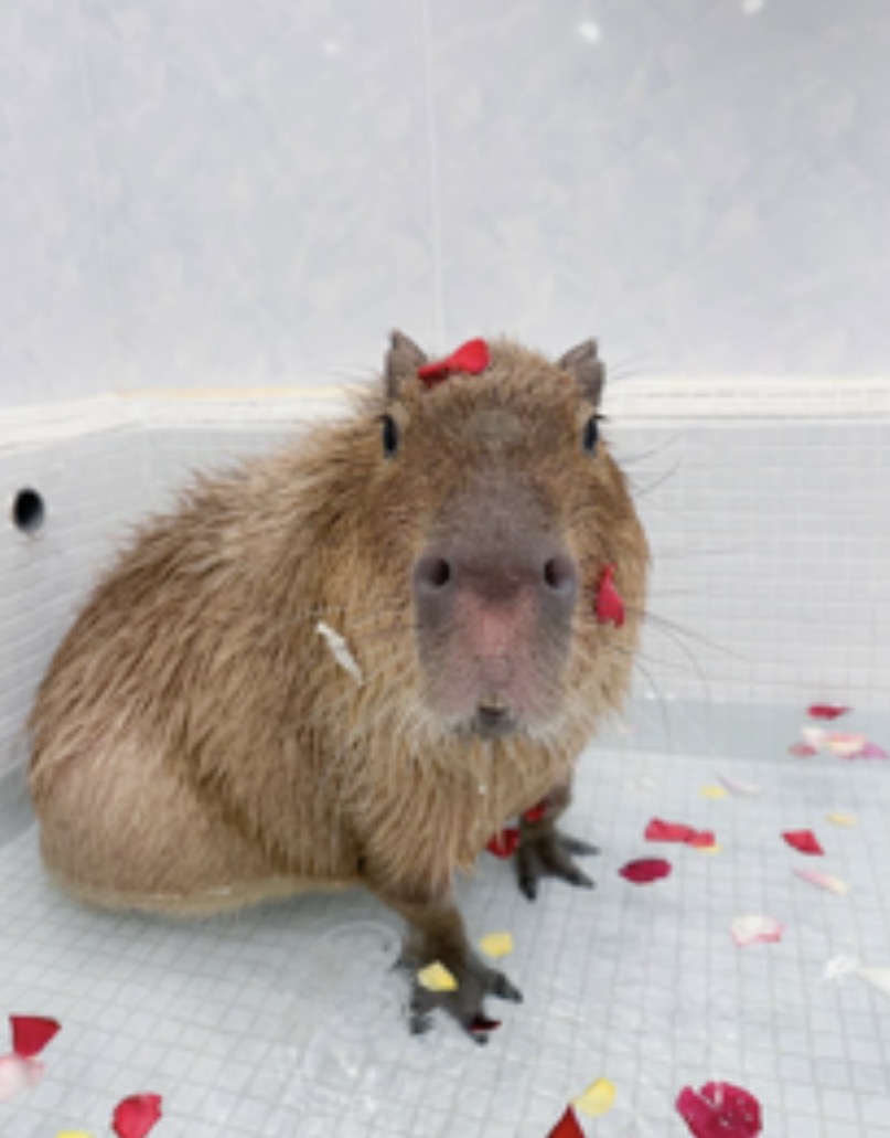 capybara of the week